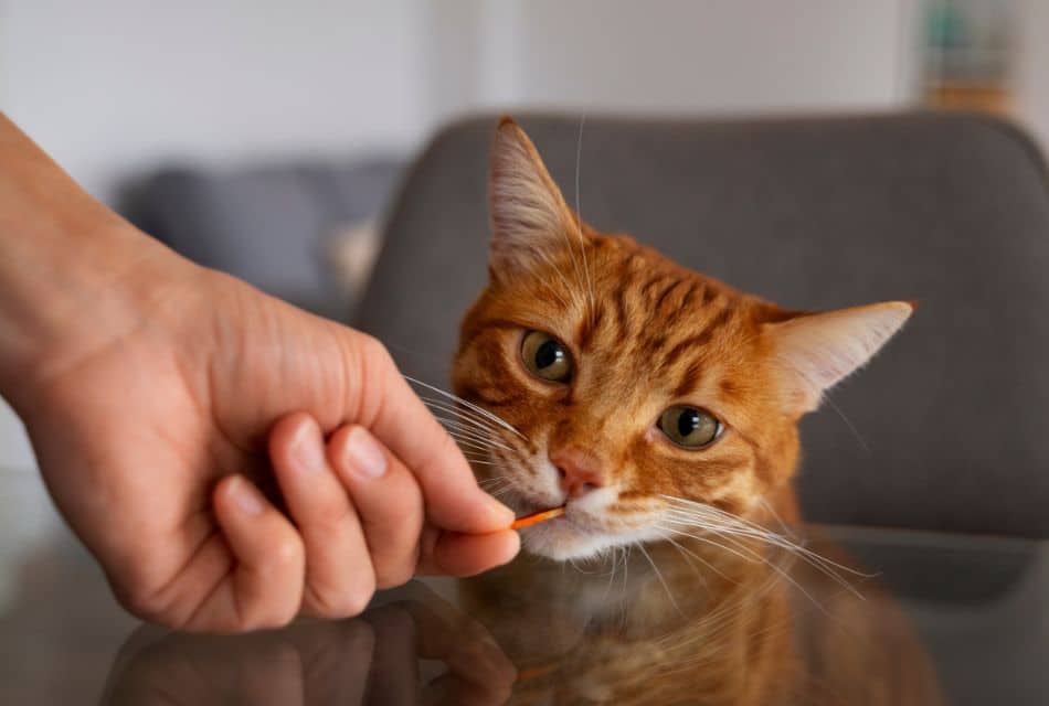 Ingredientes innovadores para Pet Food: elevando la nutrición de tus mascotas 1