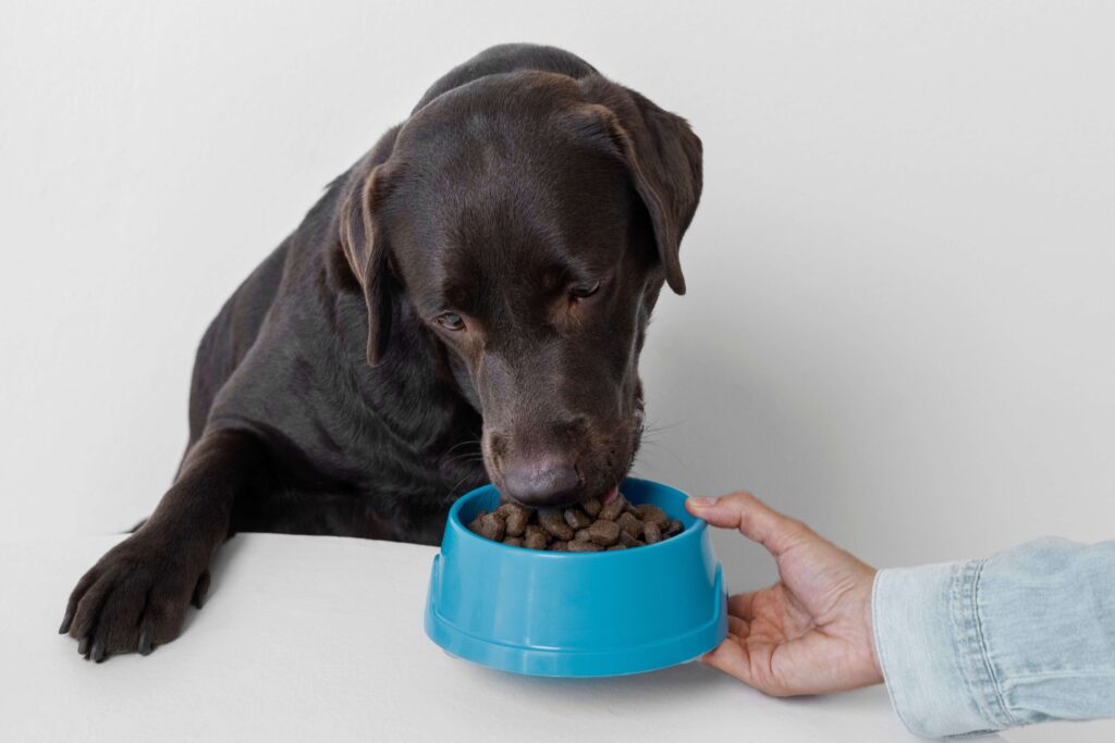 El valor de las harinas pregelatinizadas en el sector Pet Food: funcionalidad, eficiencia y calidad 2